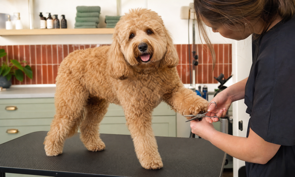 Wash and tidy mini grooming service